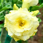 Адениум обесум MANEEKAN YELLOW