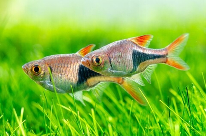 Расбора клинопятнистая