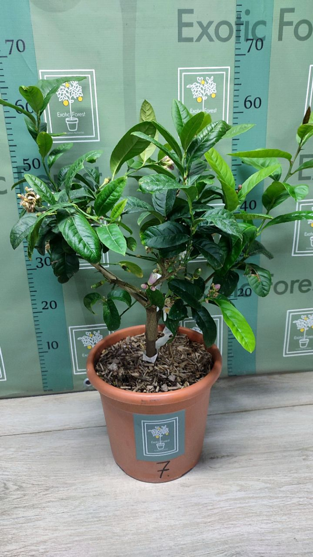 C. medica “Mak Nao San”