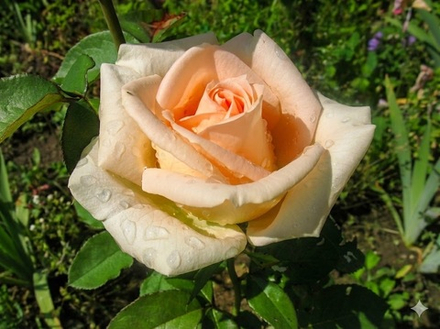 Роза чайно-гибридная «Осиана»