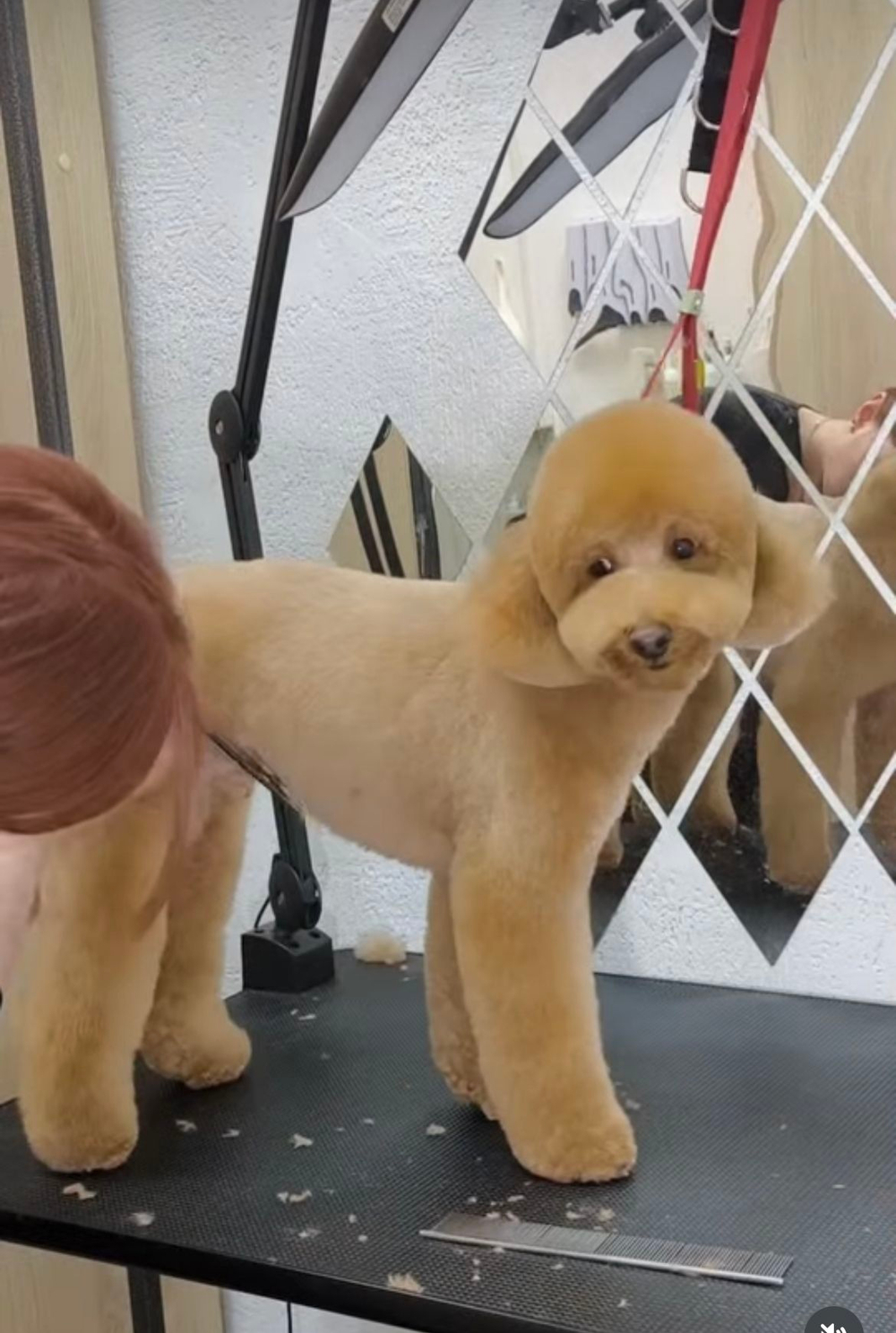 Ринговка груминга из биотана , ширина 15 мм, длина 50 см., зебра