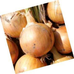 Фермо F1 семена лука репчатого (Hazera / Хазера)