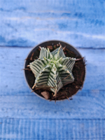 Euphorbia meloformis f. Variegated (Эуфорбия вариегатная)