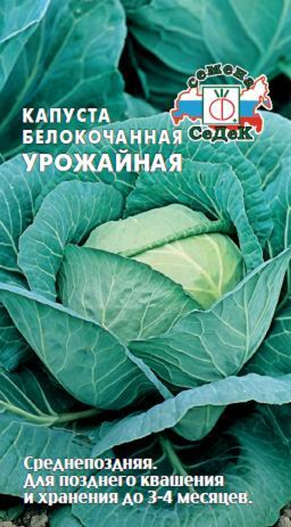 капуста Урожайная