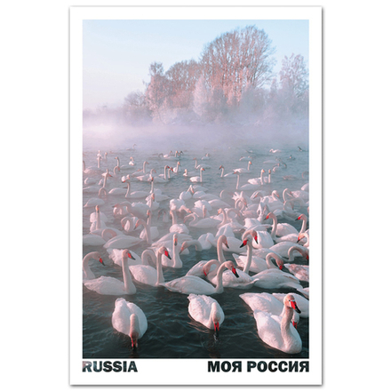 Озеро Светлое (Лебединое). С. Урожайное, Алтайский край