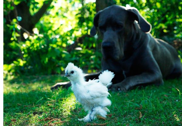 Детальный разбор: что в миске? Детальный разбор: что в миске?