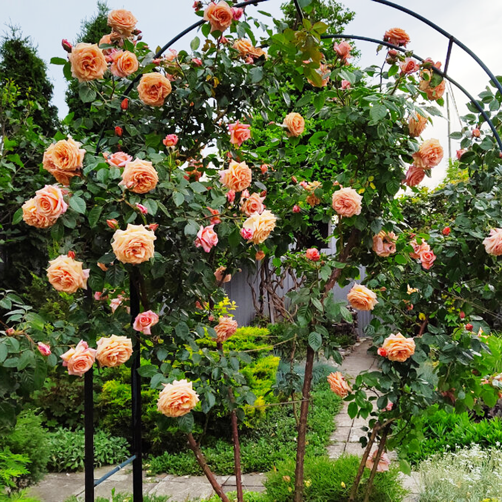 Роза Барок (плетистая) абрикосовая