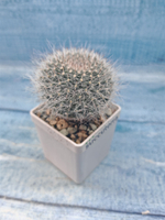 Mammillaria Hahniana (Маммилярия)