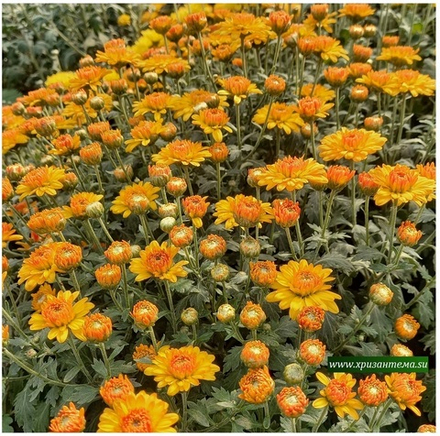 Хризантема мультифлора Sunbeam Flame м.24 /поставка весна 2026г/