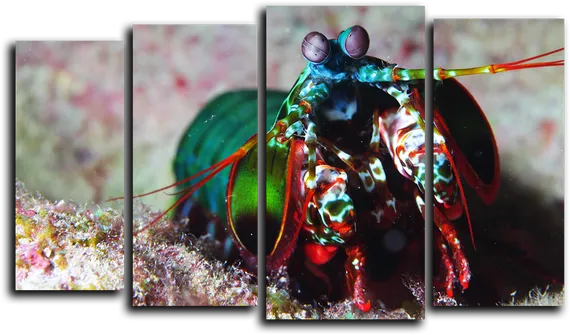 Модульная картина "Морской обитатель"