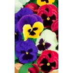 Семена Виола Вельвет Микс крупноцветковая 0,1 гр (УД) Е/П