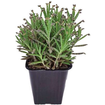 Kalanchoe С†РІРµС‚РѕРє ikea