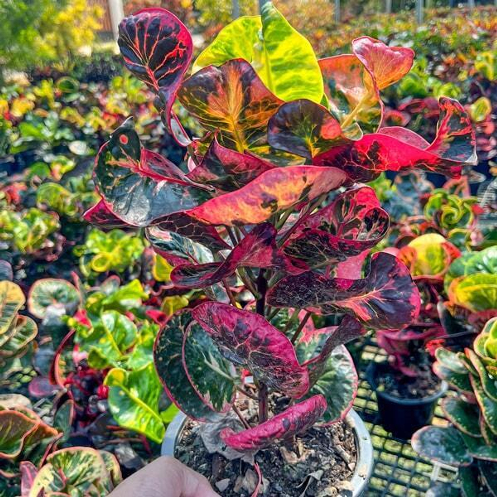 Кротон RUAY THAN JAI