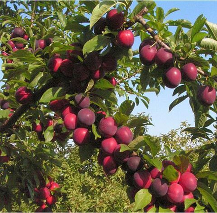 Алыча Путешественница