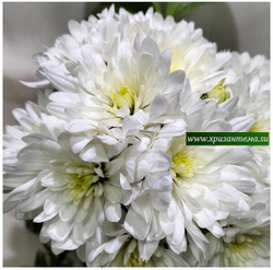 Хризантема мультифлора white ☘ м.57 (отгрузка Август)