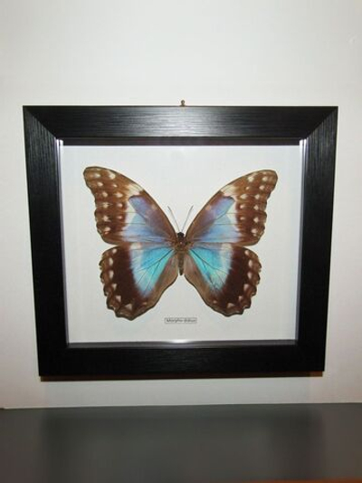 Бабочка Morpho didius самка в рамке