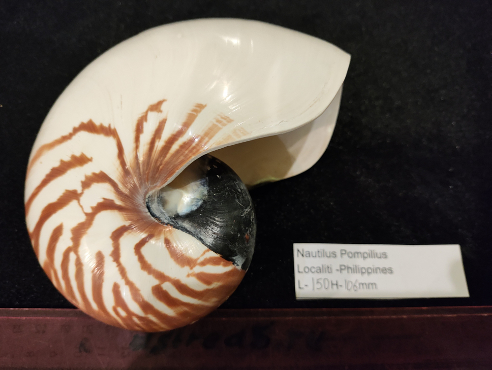 Наутилус Помпилиус "110-185мм"