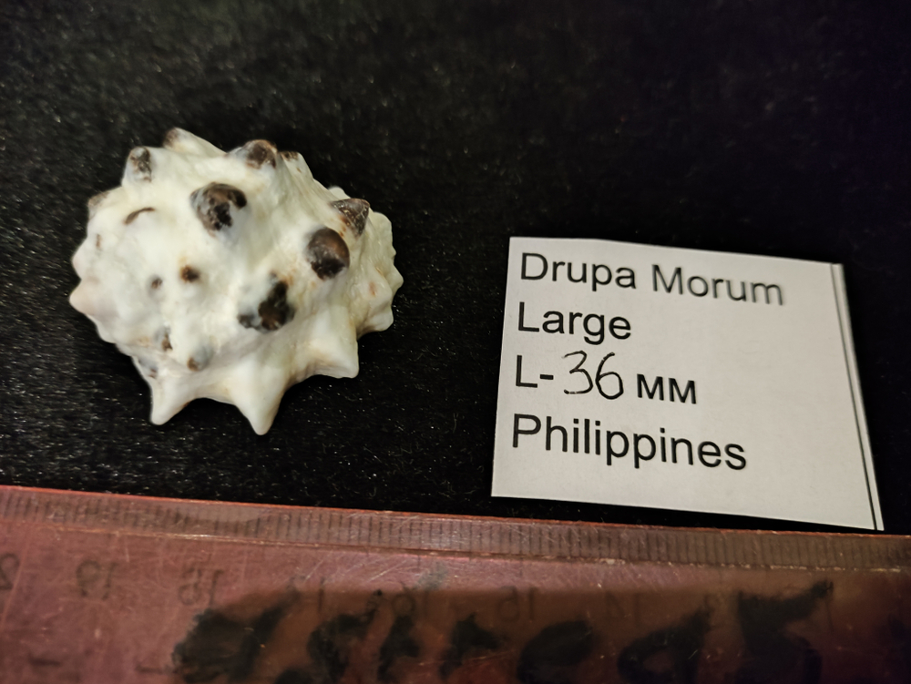 Друпа Морум