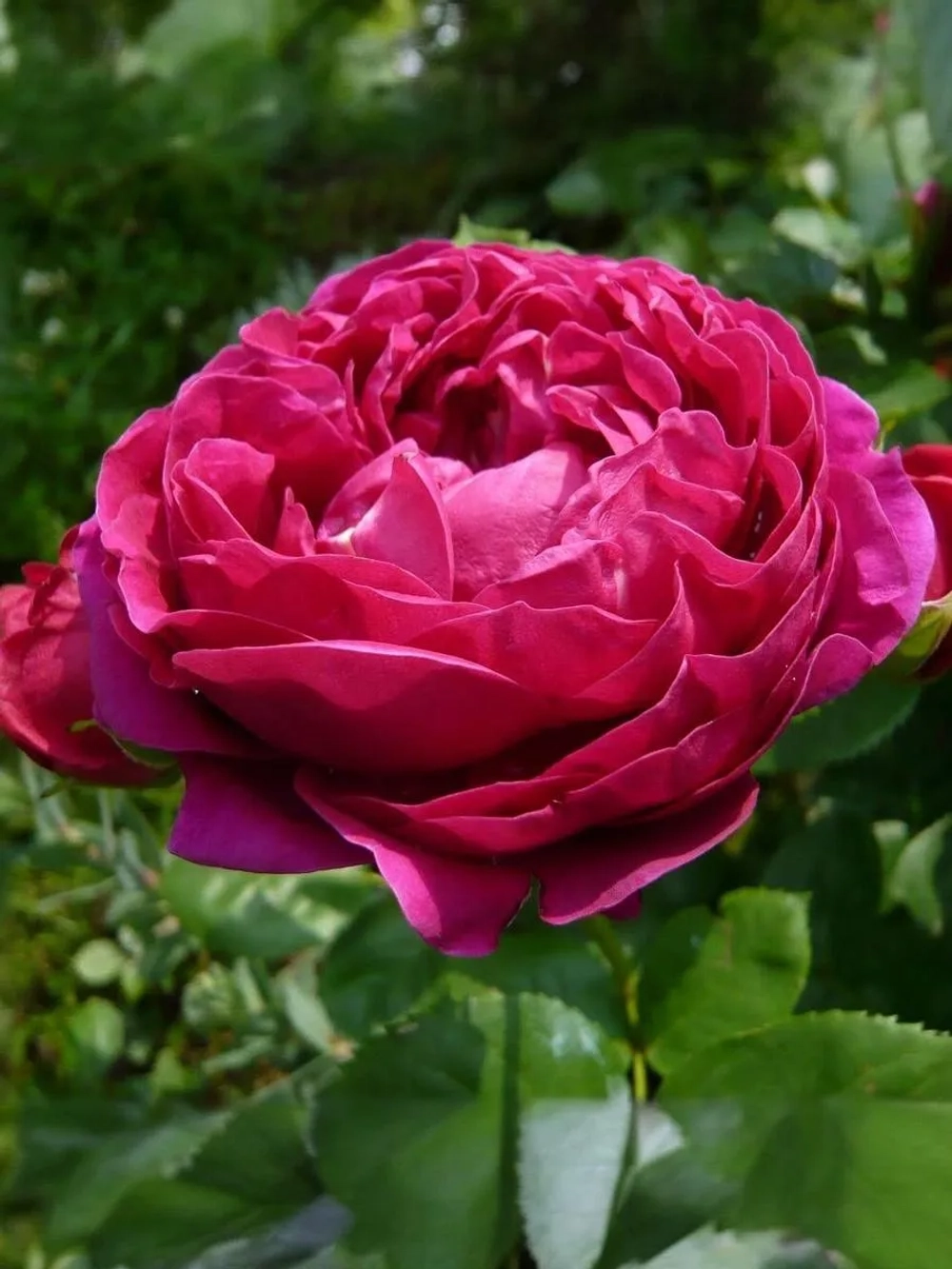 Роза чайно-гибридная Аскот