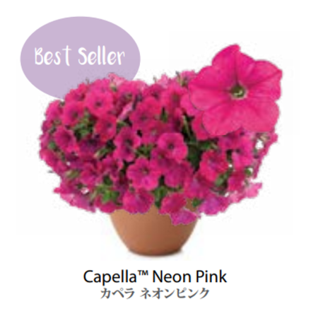 ЕВРО Petunia Capella Neon Pink НЕукор черенок конец октября 25
