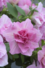 ЕВРО Petunia TUMBELINA COMPACT Victoria Pro неукор черенок ноябрь 2025