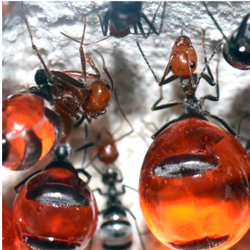 Муравьи Myrmecocystus mimicus (Муравьи-бочки)