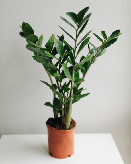 Замиокулькас