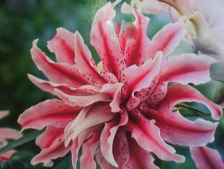 Лилия Дистант Дрим луковица март 2026