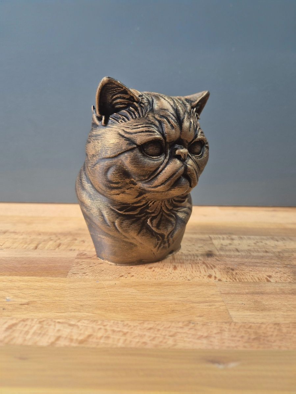 Экзотическая короткошерстная кошка