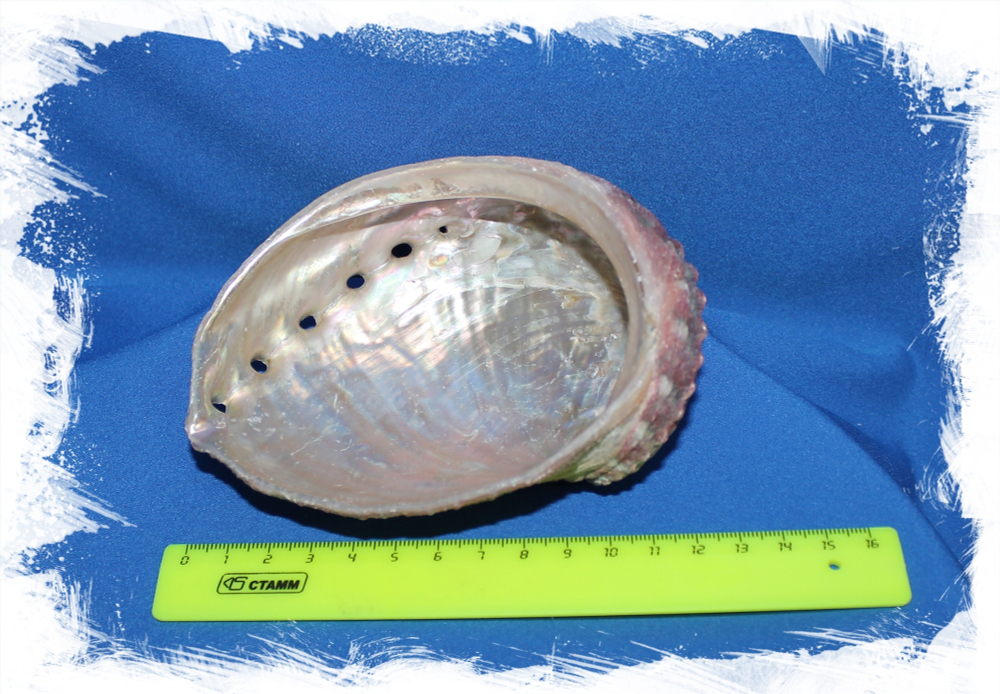 Галиотис Ассимилис