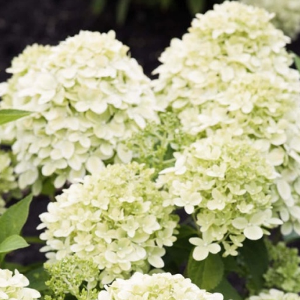 Литл Пешн «Little Passion» С3