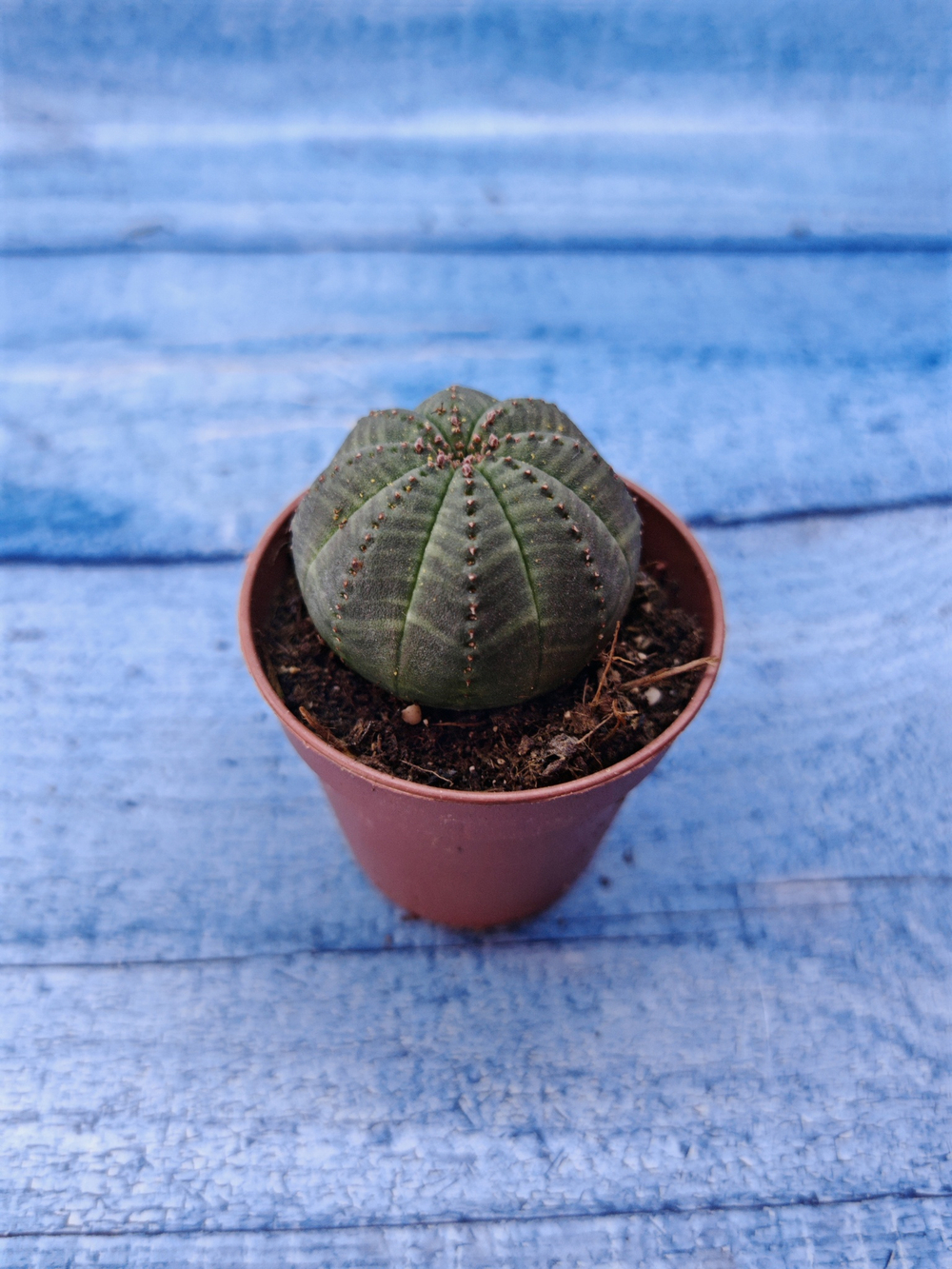 Euphorbia Obesa (Эуфорбия)