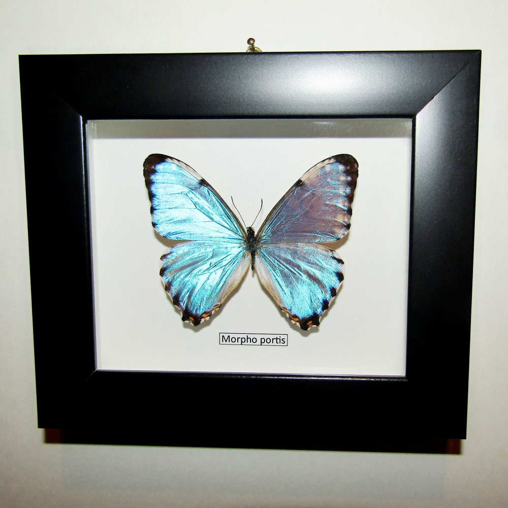Бабочка Morpho portis в рамке