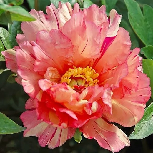 Пион Сонома Калейдоскоп 3-5 почек Закупка М81 октябрь 2026