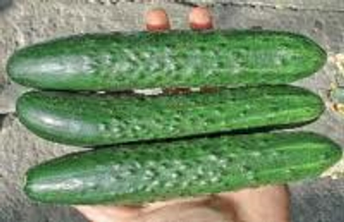 Огурец Геракл F1