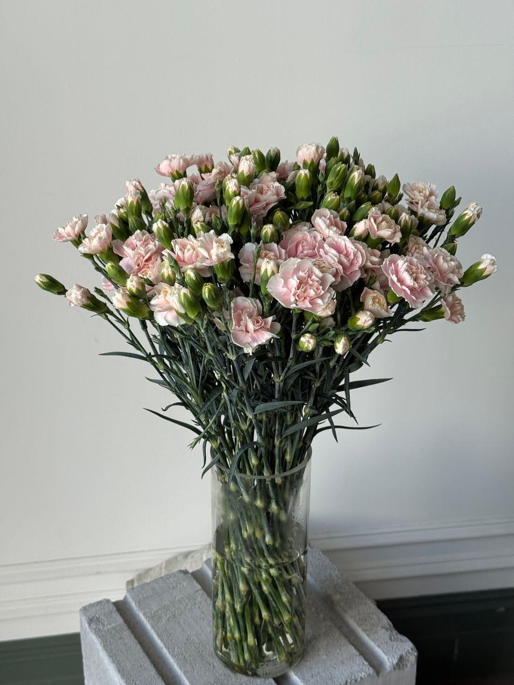 Диантусы кустовые нежно розовые