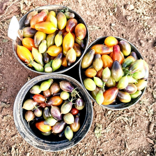 Помидоры Индиго Кумкват -  Indigo Kumquat Tomato