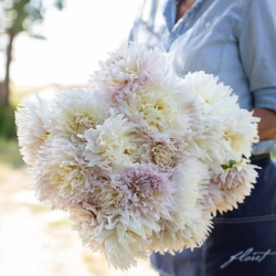 Георгин Ka's Cloud (корень) Закупка М55 апрель 2026