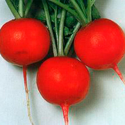 ГЛОРИЕТ F1 семена редиса (Sakata / ALEXAGRO)