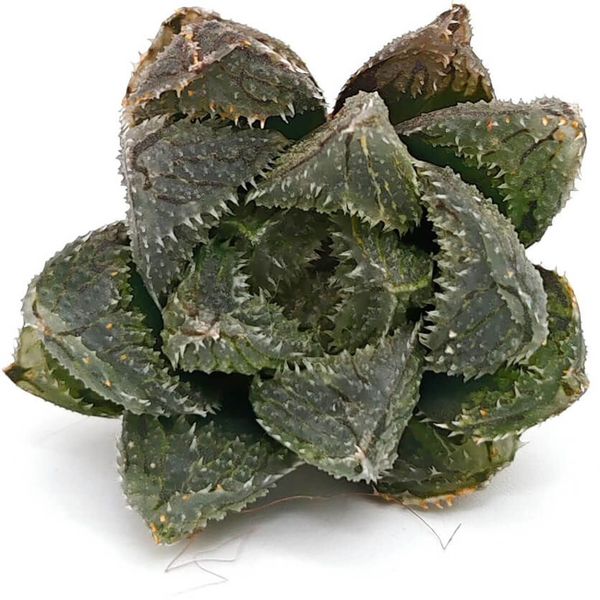 Хавортия Купера Мэджик Торн