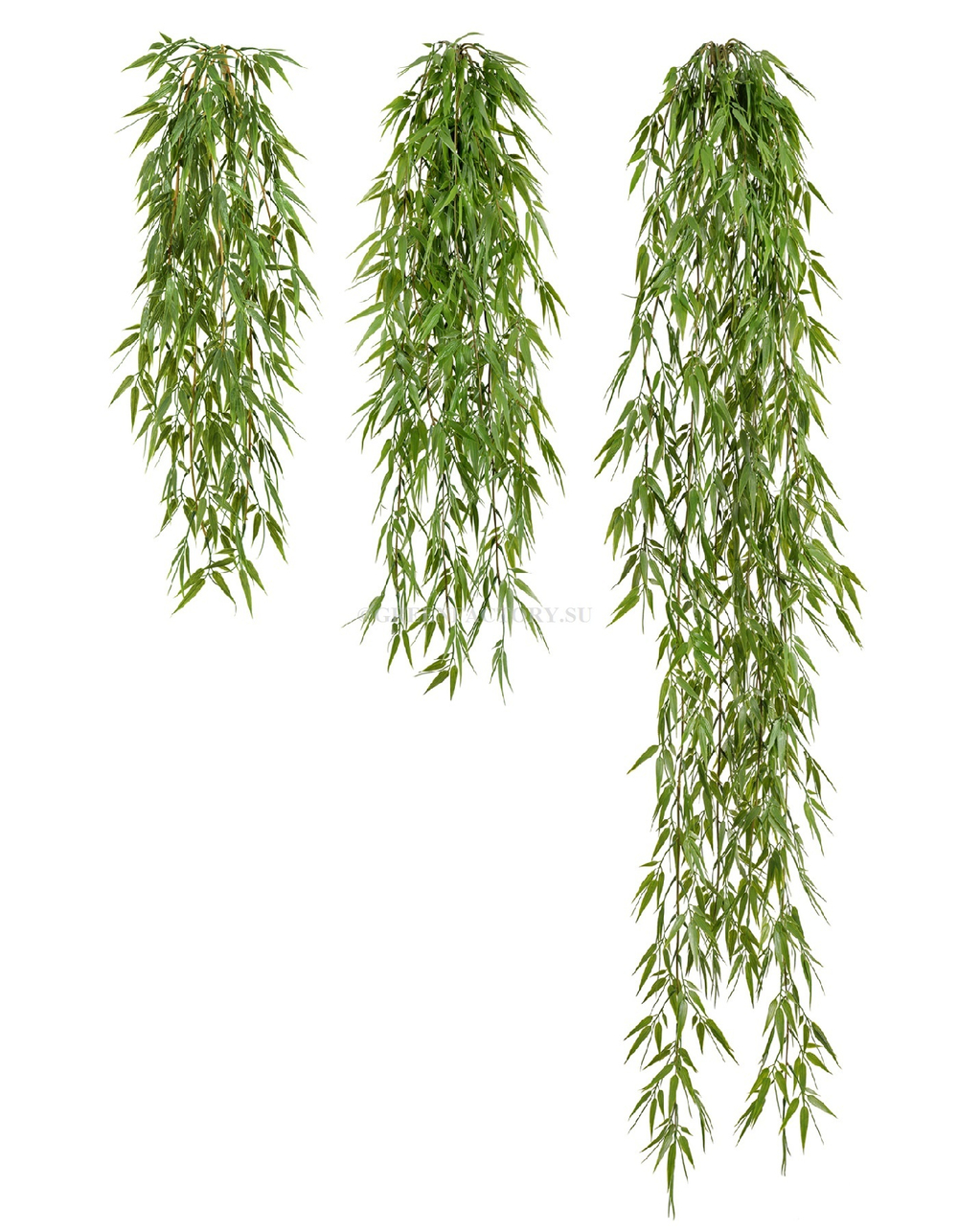 Бамбук ампельный