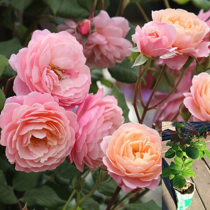 Роза Прикс П.Ж. Редут шраб саженец с ЗКС.