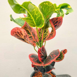 Кротон PANG PAUY