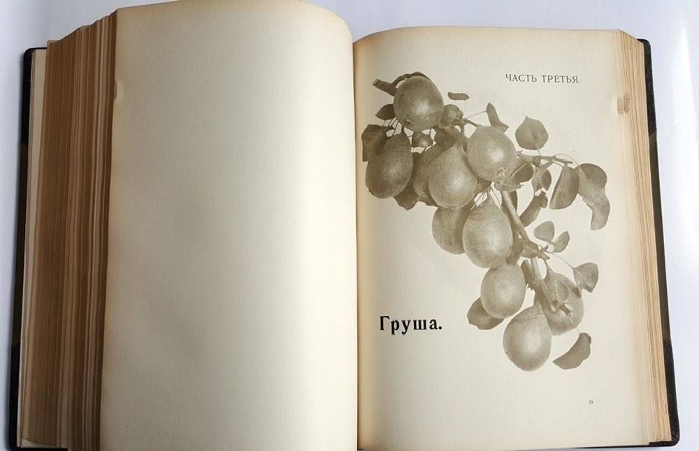 "Крымское промышленное плодоводство". Л.П. Симиренко. 0г. - редкая книга