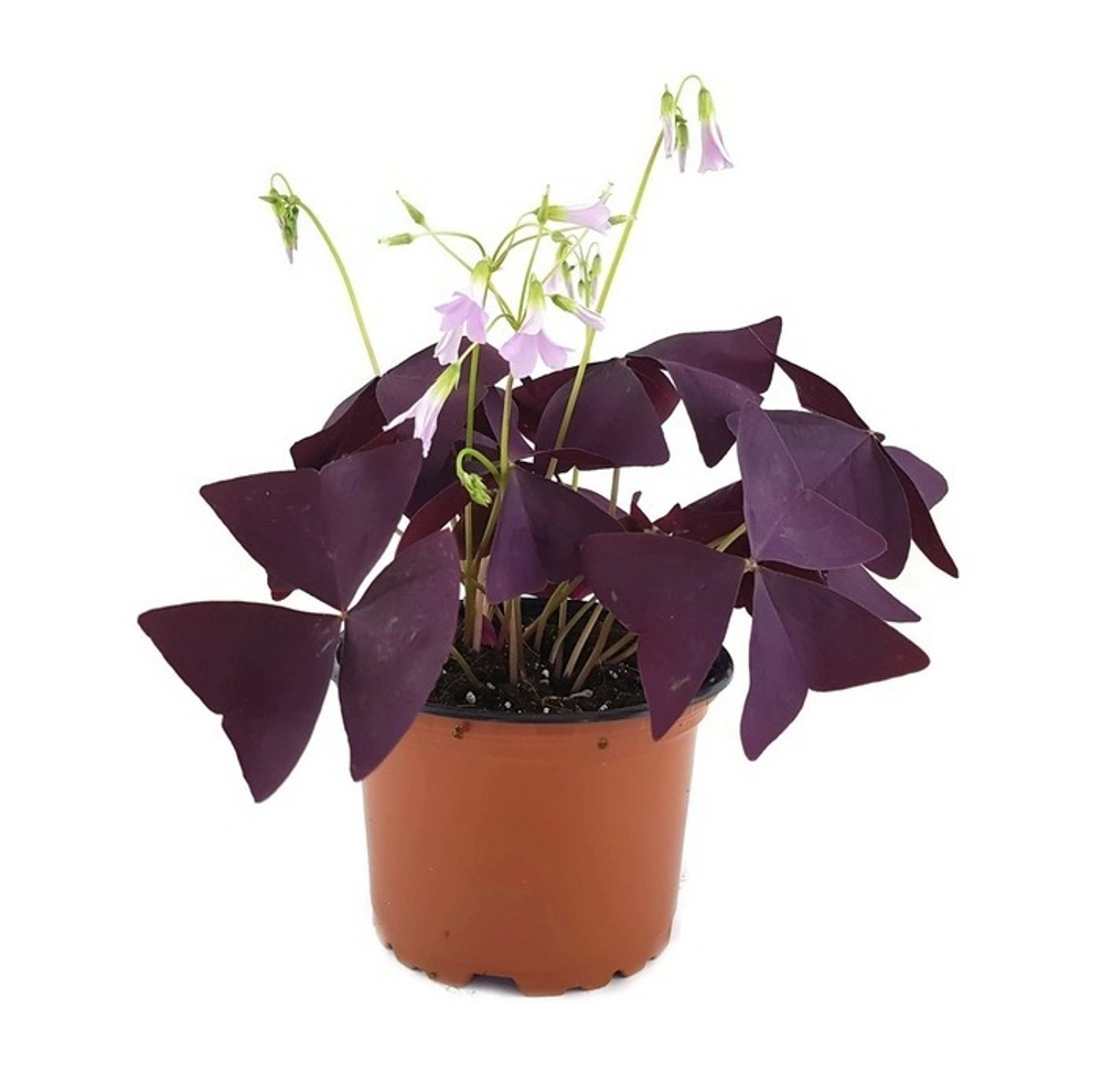 Оксалис (Кислица)