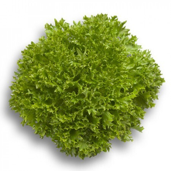 ЭКСПЕРТАЙЗ семена салата (Rijk Zwaan | Alexagro) – фото 9