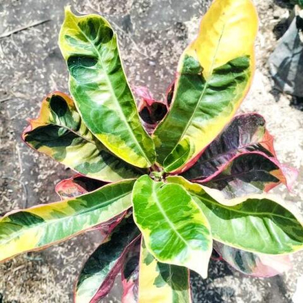 Кротон PANCAWARNA