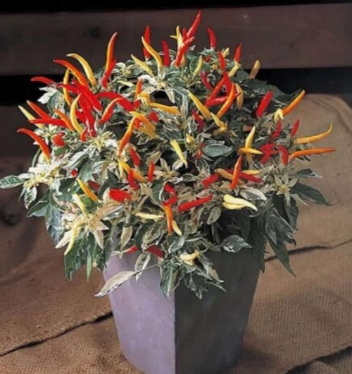 Орнаментал Шу / ORNAMENTAL SHU. Вариегатный сорт острого перца