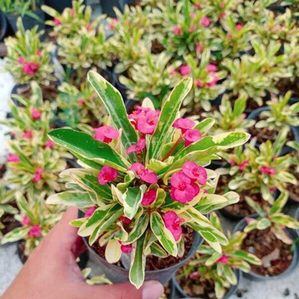 Эуфорбия Миля вариегатная VAR PINK