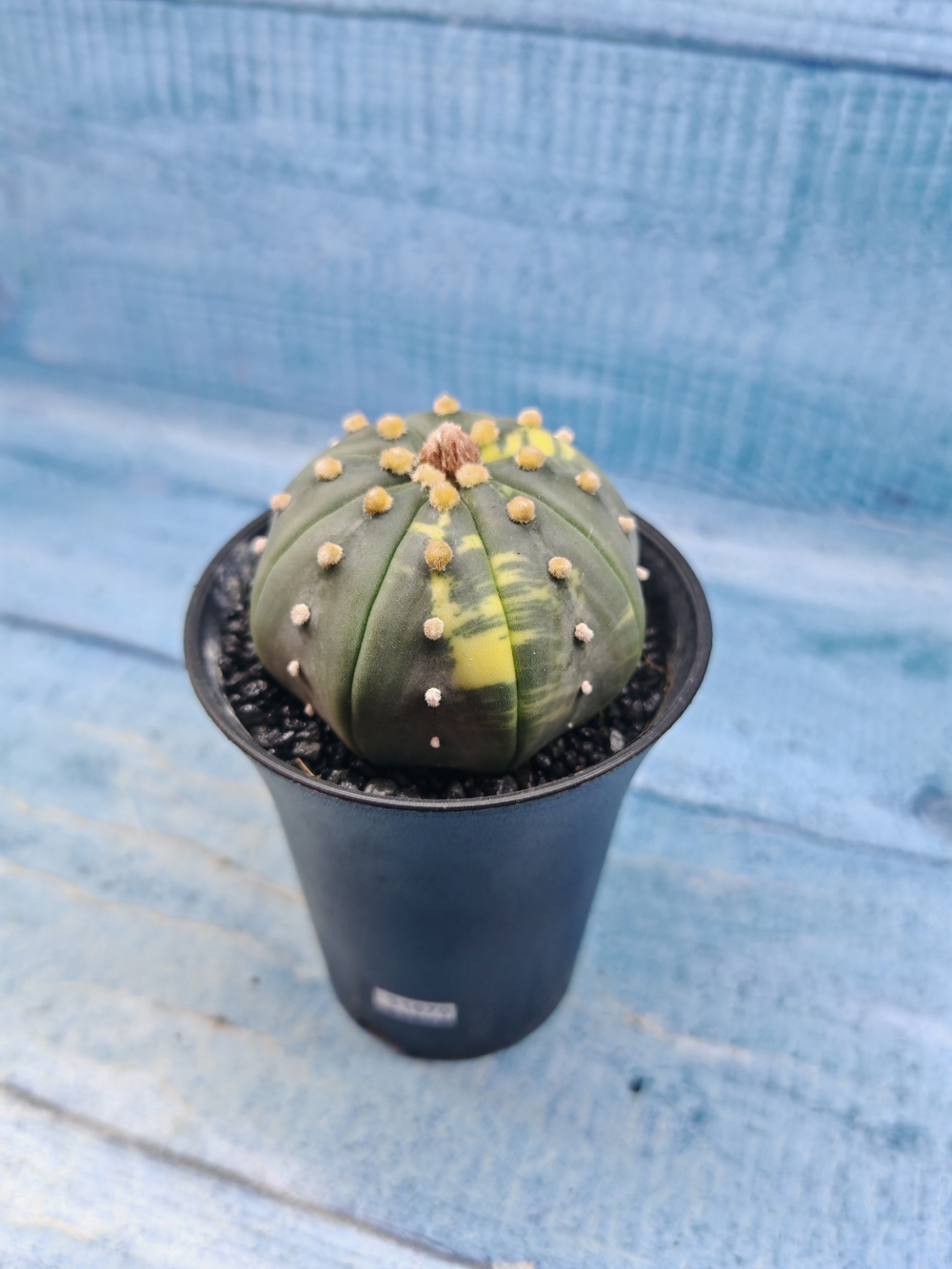 Astrophytum Asterias variagate (Астрофитум)